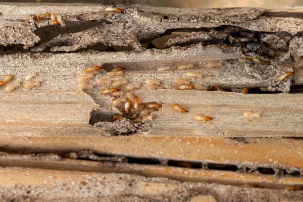 Best Pest Control Cost  in La Junta, CO
